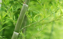 روش کاشت شاخه های بامبو 