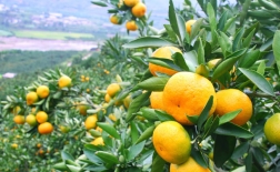 روش کاشت درخت نارنگی 
