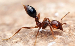 روش درمان نیش مورچه های آتشی 