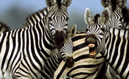 گورخر | zebra