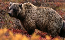 خرس خاکستری آمریکا |Grizzly Bear