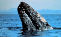   نهنگ خاکستری | Gray Whale