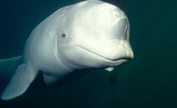 نهنگ سفید | Beluga whale | White whale