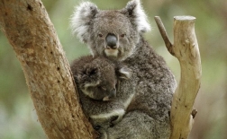 کوآلا | Koala