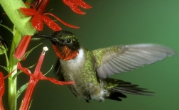 مرغ مگس خوار گلو یاقوتی | Ruby-Throated Hummingbird