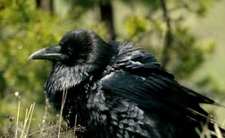 کلاغ سیاه | Raven
