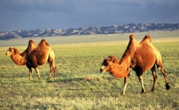شتر باختری | Bactrian camel 