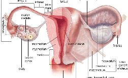راهنمایی تصویری سرطان تخمدان