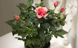 روش پرورش گل رز در گلدان