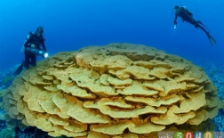 گالری حیوانات: مرجان‌ها