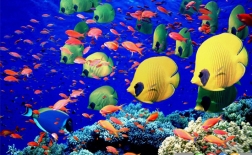 10 حقیقت جالب درباره ماهی ها