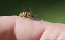چگونه نیش زنبور را درمان کنیم