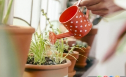 شش راه برای سرحال کردن گیاهان پژمرده