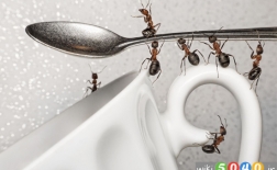 چگونه از مورچه ها در خانه راحت شویم