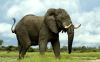 فیل آفریقایی | African elephant
