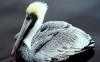 مرغ ماهیخوار | Pelican
