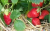 پرورش توت‌فرنگی در باغچه خانه