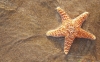 10 حقیقت جالب درباره ستاره های دریایی