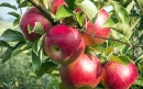 روش کاشت درخت سیب 
