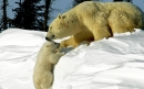 خرس قطبی | Polar Bear