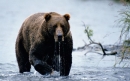  خرس قهوه ای | brown bear