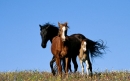 اسب | Horse