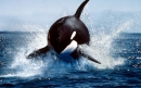 نهنگ قاتل | Killer Whale