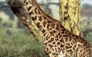 زرافه | Giraffe
