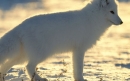 روباه قطبی |Arctic Fox