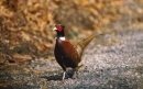 قرقاول گردن حلقه ای | Ring-necked pheasant