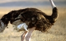 شترمرغ | ostrich
