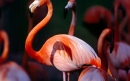 فلامینگو بزرگ |Greater flamingos