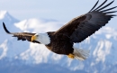 عقاب گر | bald eagle