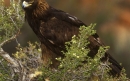عقاب طلایی|Golden Eagle