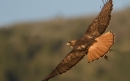 شاهین دم قرمز| Red-Tailed Hawk
