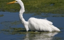 حواصیل بزرگ | Great Egret