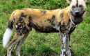  سگ وحشی آفریقایی |African Wild Dog