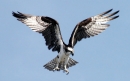 عقاب دریایی | همای استخوان خوار | Osprey
