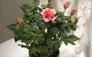 روش پرورش گل رز در گلدان