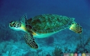 لاک‌پشت سبز دریایی