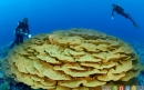 گالری حیوانات: مرجان‌ها