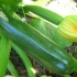 روش کاشت کدو سبز در باغچه
