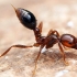 روش درمان نیش مورچه های آتشی 