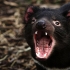 شیطان تاسمانی |Tasmanian Devil