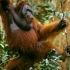 اورانگوتان | orangutan