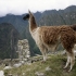 شتر بی کوهان آمریکای جنوبی | لاما | LLAMA