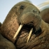 گراز دریایی |Walrus