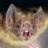  خفاش خون آشام | Vampire Bat