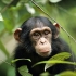 شامپانزه | Chimpanzees