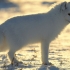 روباه قطبی |Arctic Fox